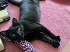 Adopt Emi a All Black Domestic Shorthair (short coat) cat in Staten Island