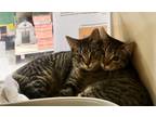 Adopt Miso & Wisabi a Brown or Chocolate Tabby (short coat) cat in Mobile