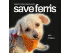 Adopt Save Ferris a Poodle