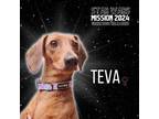 Adopt Teva a Dachshund
