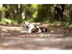 Adopt Starr a Red/Golden/Orange/Chestnut - with White American Pit Bull Terrier