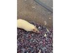 Adopt Provolone a Rat