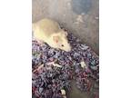 Adopt Cheddar a Rat