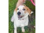Adopt Tessa a Great Pyrenees, Anatolian Shepherd