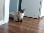 Adopt Beatrice a Siamese