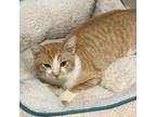 Adopt Frank a Domestic Shorthair / Mixed (short coat) cat in LaBelle