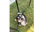 Adopt Tank a Black - with Tan, Yellow or Fawn Pit Bull Terrier dog in canyon