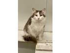 Adopt Reagen (SEMI FERAL) a Domestic Mediumhair / Mixed (short coat) cat in Fort