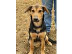 Adopt Penny Lane a German Shepherd Dog