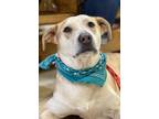 Adopt Ginger a Labrador Retriever, Terrier