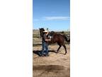 Mason City Bay Gelding Foaled April 29,2014 in Kentucky 4 Starts Unplaced