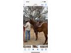Bewitching Maria Chestnut Filly Foaled May 11,2020 in Colorado 0 Starts Unraced