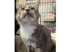 Adopt FILOMENA a Domestic Medium Hair