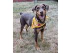 Adopt Julie a Doberman Pinscher, Labrador Retriever