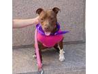 Adopt Mahrone a Pit Bull Terrier, American Staffordshire Terrier