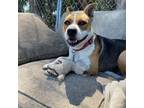 Adopt Jolene a Pit Bull Terrier