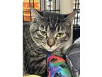 Adopt Digit a Domestic Short Hair