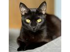 Adopt Filemona a Bombay, Domestic Short Hair