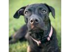 Adopt Eliza 05-2842 a Boston Terrier, Pug
