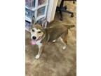 Adopt Dawn a Husky, Shepherd