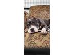 Adopt Faith a American Staffordshire Terrier
