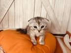 Sugars Scottish Folds