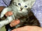 Darina's Male Kittens
