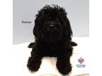 Adopt Reese a Poodle, Yorkshire Terrier