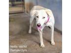 Adopt Nellie a Yellow Labrador Retriever