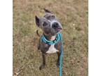 Adopt Dollop a Mixed Breed