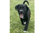 Adopt Rumbo a Labrador Retriever, Standard Poodle
