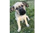 Adopt Sallee a Labrador Retriever, Standard Poodle