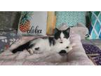 Adopt Dory a American Shorthair