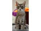 Adopt Meryl a Domestic Short Hair