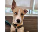 Adopt Halo a Husky, Golden Retriever