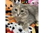 Adopt Queenie a Domestic Medium Hair