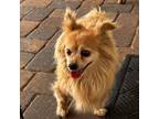 Adopt Eclipse a Pomeranian