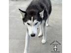 Adopt Luna a Husky