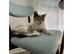 Adopt Una a Siamese