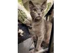 Adopt Burning Man (festival litter) a Russian Blue, Domestic Short Hair