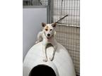 Adopt Dolly a Australian Cattle Dog / Blue Heeler