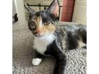 Adopt Snicker Doodle a Domestic Short Hair