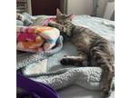 Adopt Toast a Domestic Short Hair