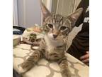 Adopt Tucker a Domestic Short Hair
