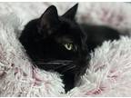 Adopt LC a Domestic Short Hair