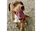 Adopt Reya a Pit Bull Terrier, Catahoula Leopard Dog