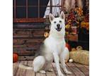 Adopt Pumpkin a Shepherd, Siberian Husky