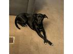 Adopt Maize a Black Labrador Retriever
