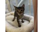 Adopt Georgina a Domestic Short Hair