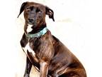 Adopt Spanky a Beagle, Terrier